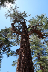 Abies magnifica magnifica