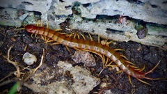 Scolopendra alternans
