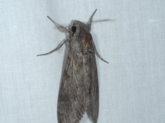 Agrius convolvuli