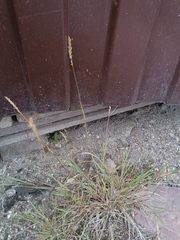 Poaceae