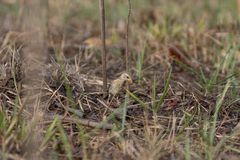 Ploceus philippinus