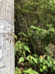 Anoplolepis gracilipes