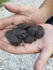 Apalone ferox