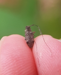 Hyperplatys maculatus