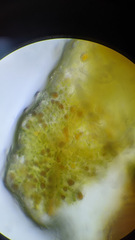 Pucciniastrum areolatum