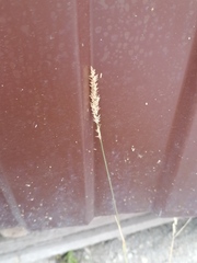 Poaceae