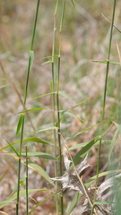 Cleistogenes serotina