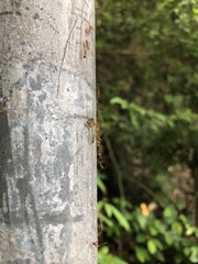 Anoplolepis gracilipes