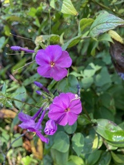 Phlox ovata