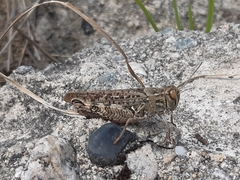 Calliptamus italicus