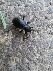 Carabus coriaceus