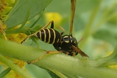Polistes nimpha