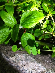 Nyctemera lacticinia