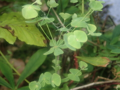 Euphorbia stricta