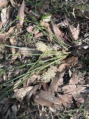 Lomandra multiflora