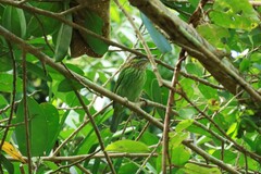Psilopogon faiostrictus