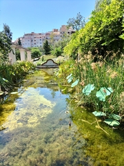 Nelumbo nucifera