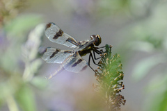 Libellula pulchella