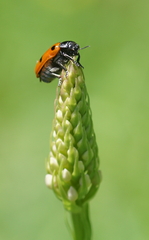 Clytra quadripunctata