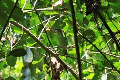 Psilopogon faiostrictus