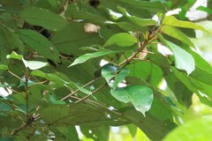 Erpornis zantholeuca