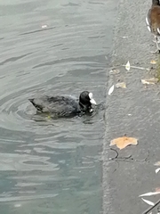 Fulica atra