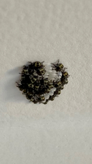 Halyomorpha halys