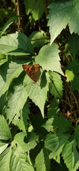 Apatura ilia