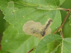 Symphyta