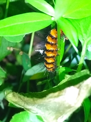 Nyctemera lacticinia