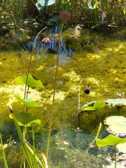 Nelumbo nucifera
