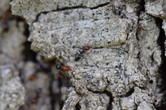 Crematogaster scutellaris