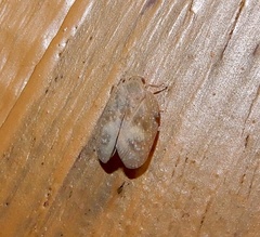 Flatidae