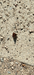 Apatura ilia