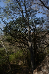 Cussonia transvaalensis