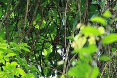 Eurylaimus javanicus