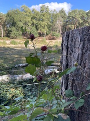 Rubus ulmifolius