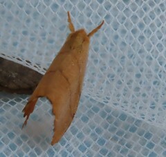 Drepana bilineata