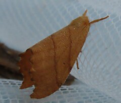 Drepana bilineata