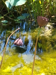 Nelumbo nucifera