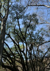 Cussonia transvaalensis