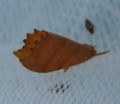 Drepana bilineata