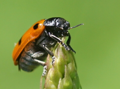Clytra quadripunctata