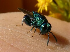 Perilampidae