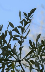 Cussonia transvaalensis