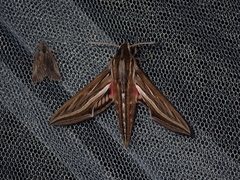 Hippotion celerio