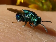 Perilampidae