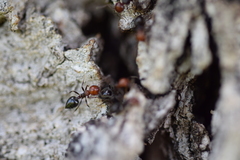 Crematogaster scutellaris