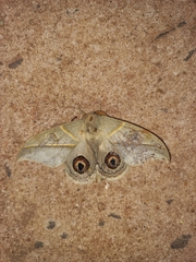 Leucanella