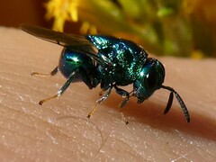 Perilampidae